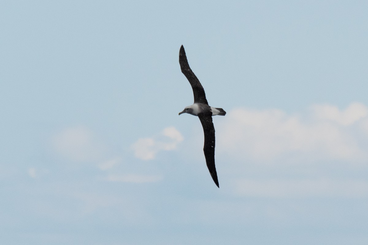 White-capped Albatross - ML574286521