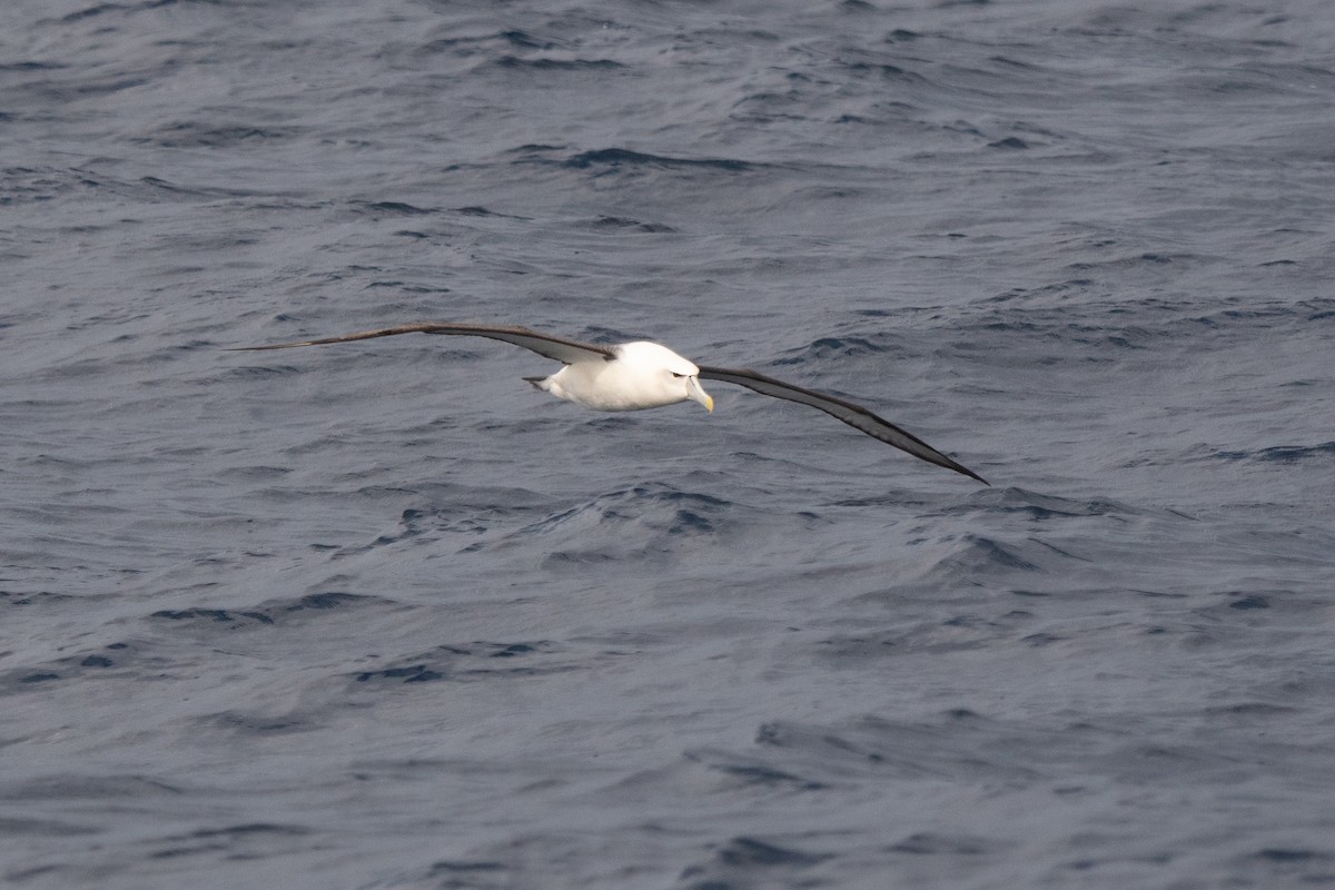 White-capped Albatross - ML574286941