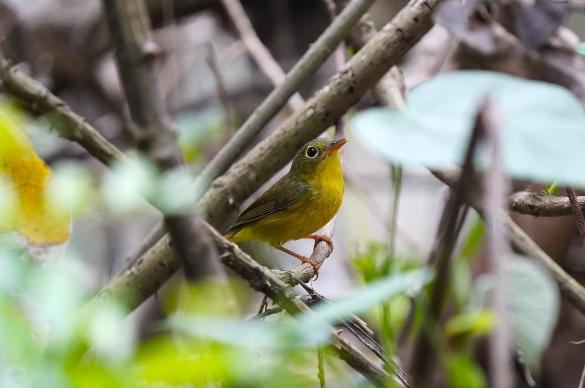 Alström's Warbler - ML574287391