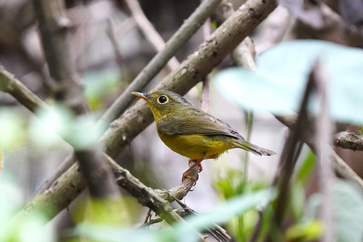 Alström's Warbler - ML574287401