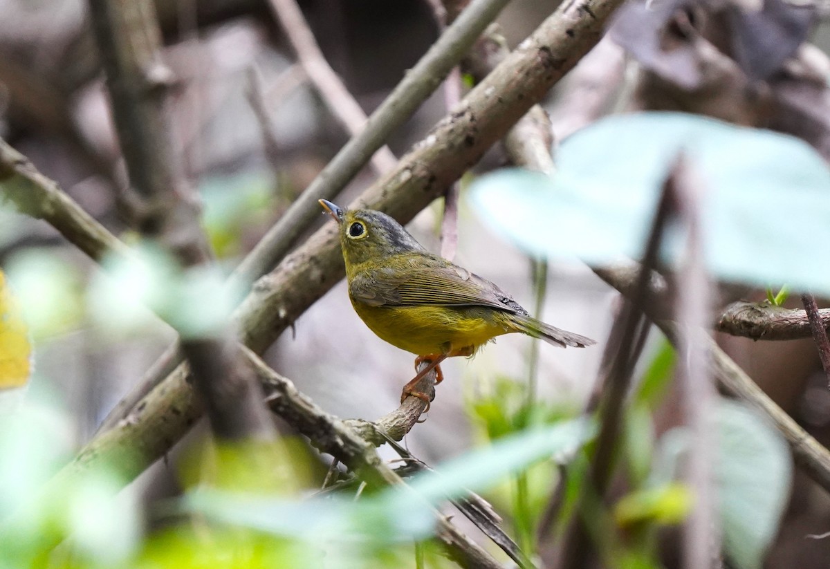 Alström's Warbler - ML574287411