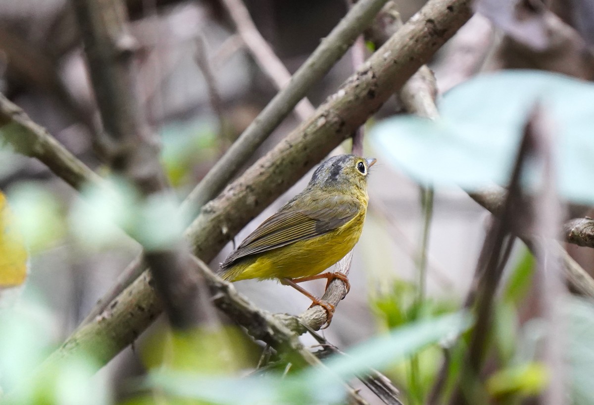 Alström's Warbler - ML574287421