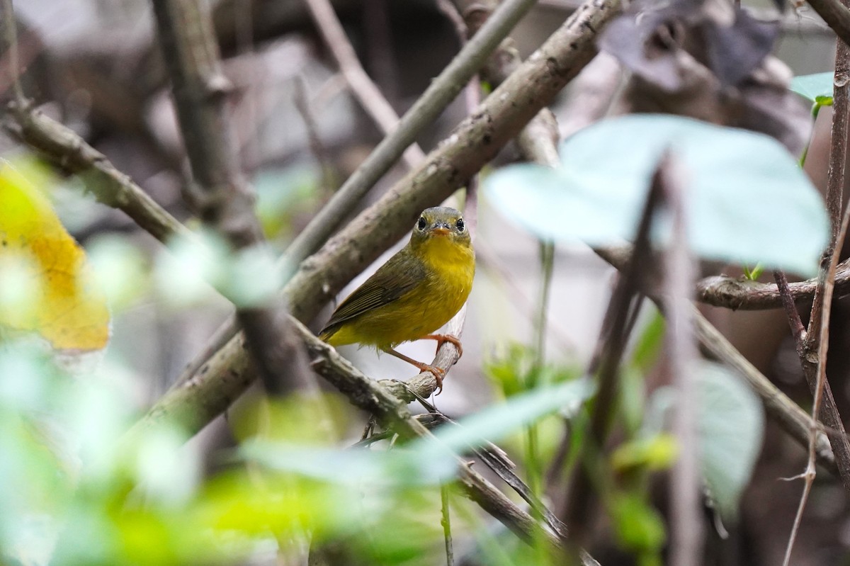 Alström's Warbler - ML574287431