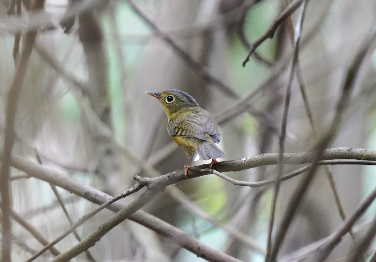 Alström's Warbler - ML574287551