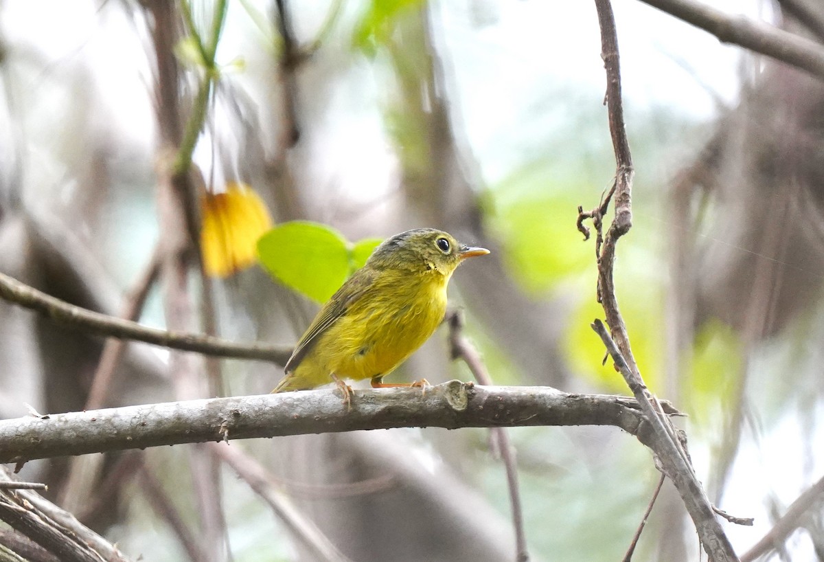 Alström's Warbler - ML574287561