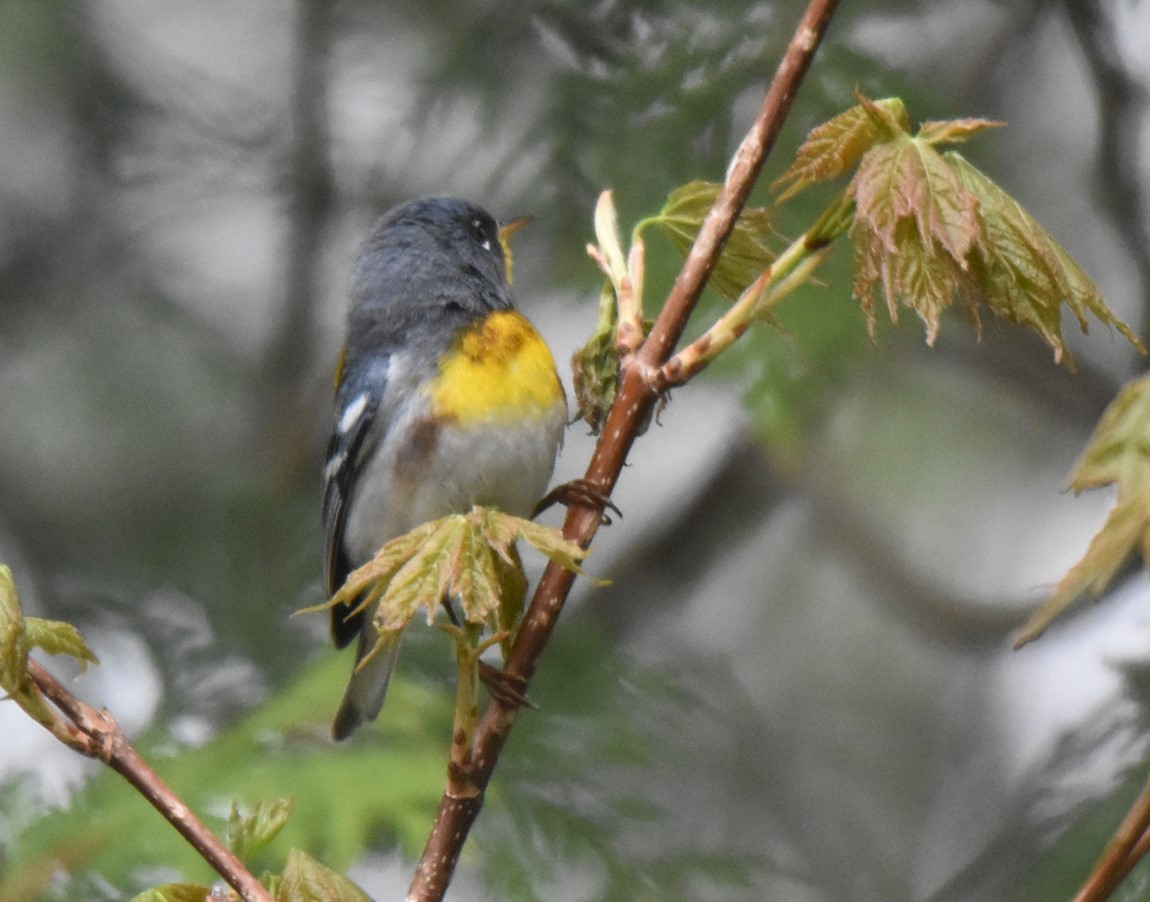 Northern Parula - ML574287871