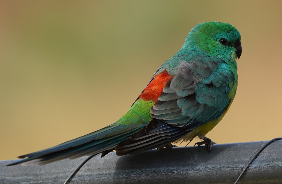 Red-rumped Parrot - ML574287931
