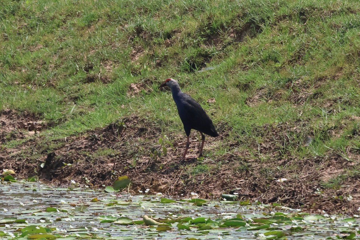 Gray-headed Swamphen - ML574288221