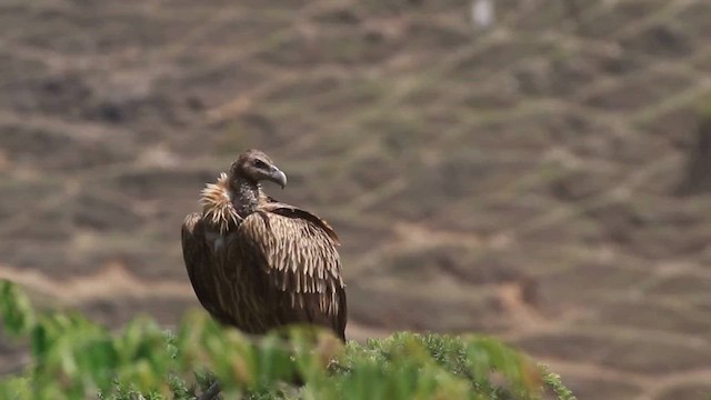 Himalayan Griffon - ML574288231