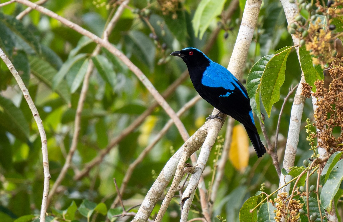 Palawan Fairy-bluebird - Forest Botial-Jarvis