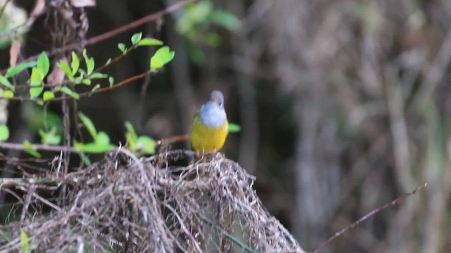 Gray-headed Canary-Flycatcher - ML574288391