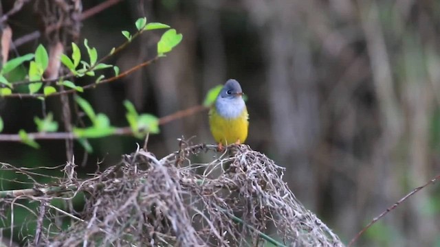 Gray-headed Canary-Flycatcher - ML574288411