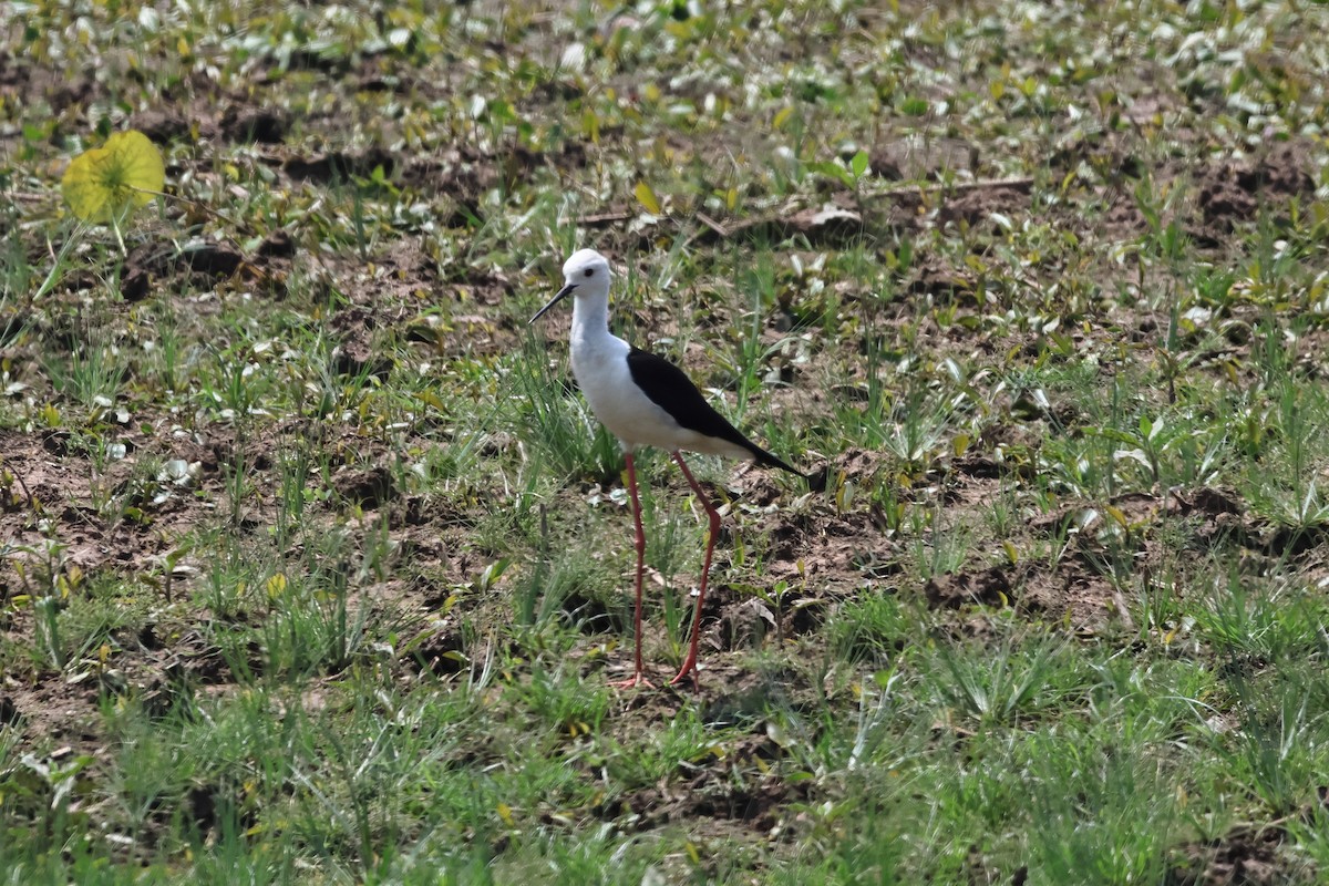 Échasse blanche - ML574288421