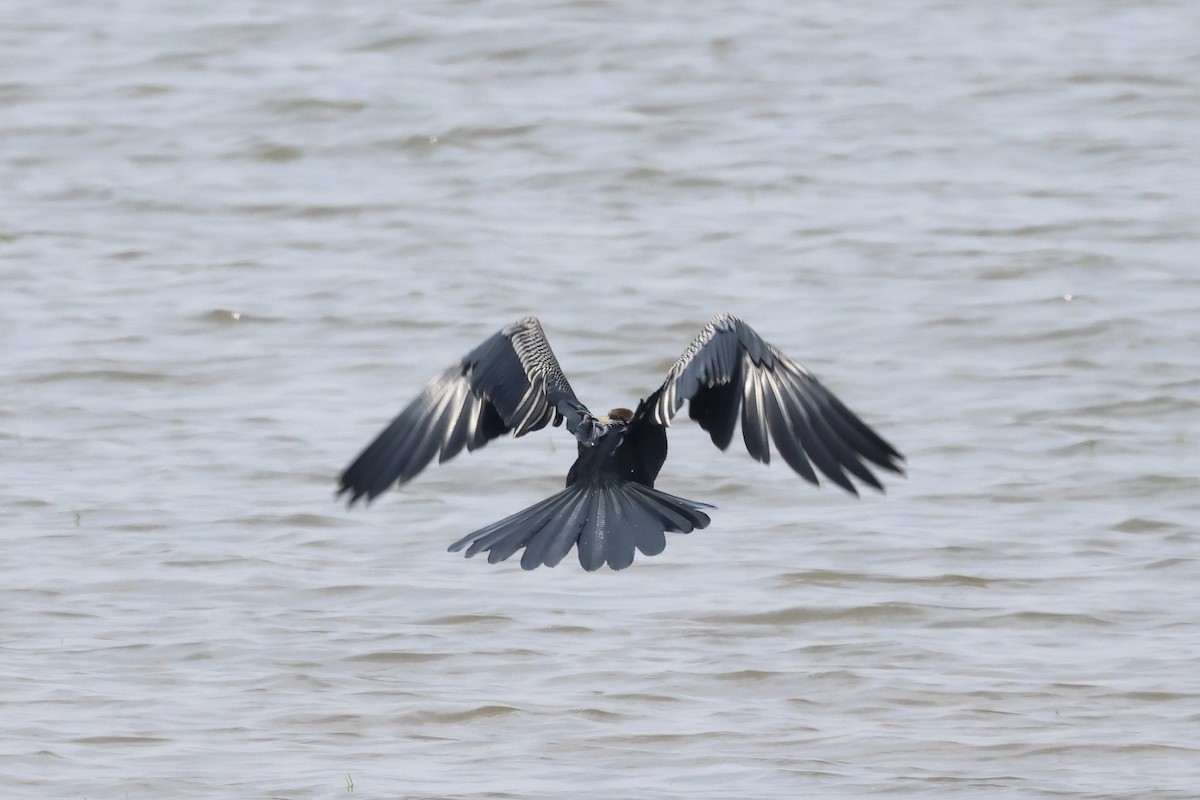 Oriental Darter - David Pennock