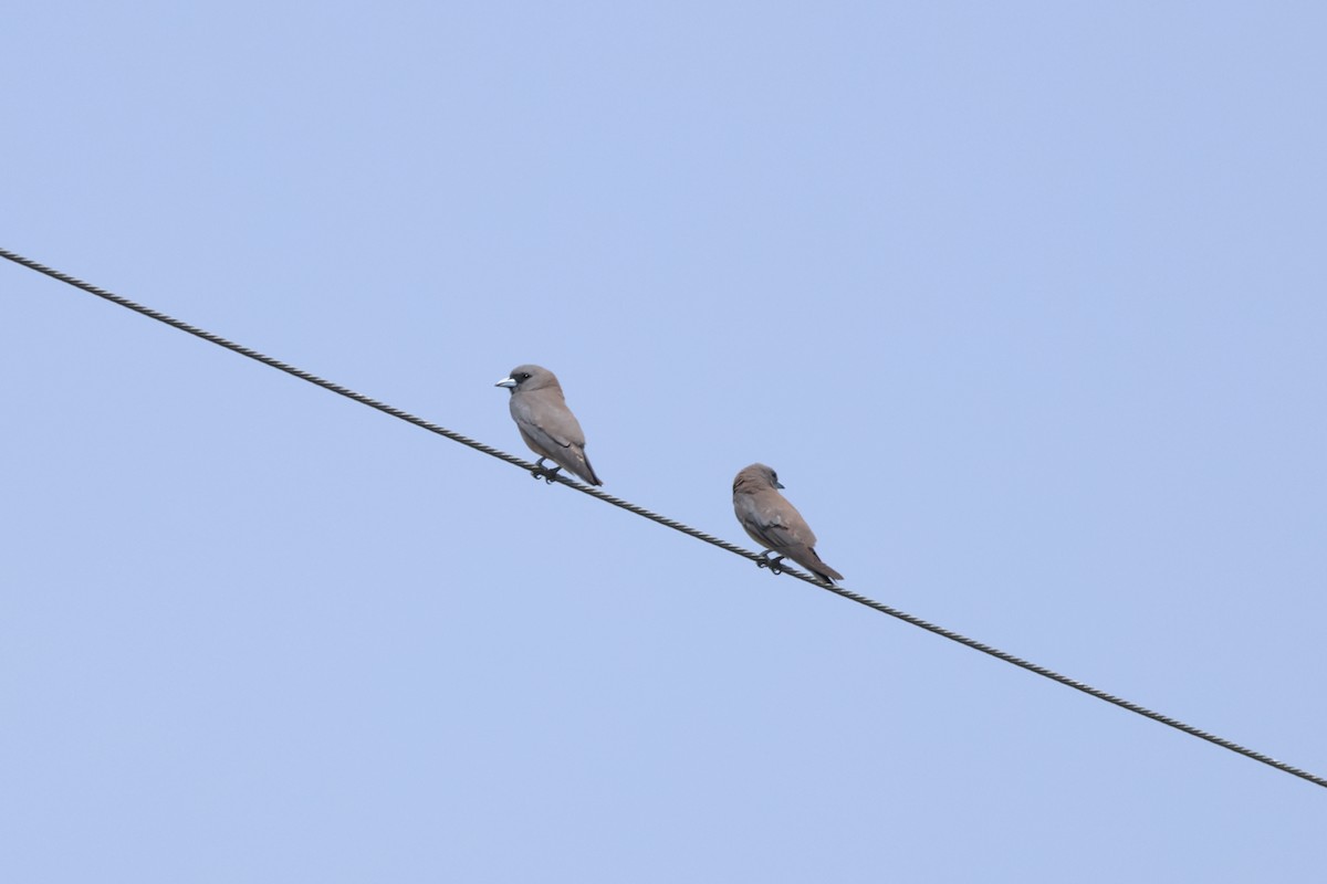 Ashy Woodswallow - ML574288551