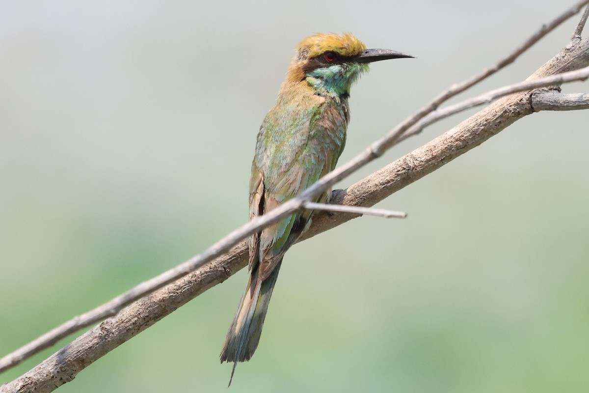 Asian Green Bee-eater - David Pennock