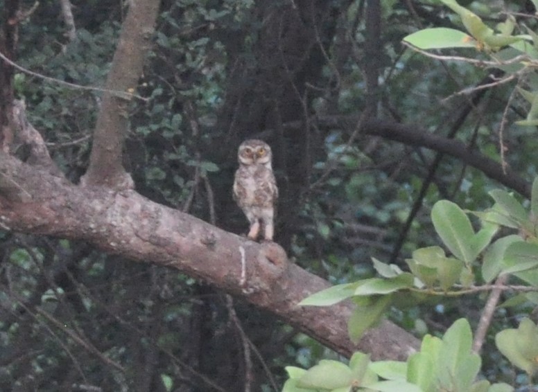 Spotted Owlet - ML574288801