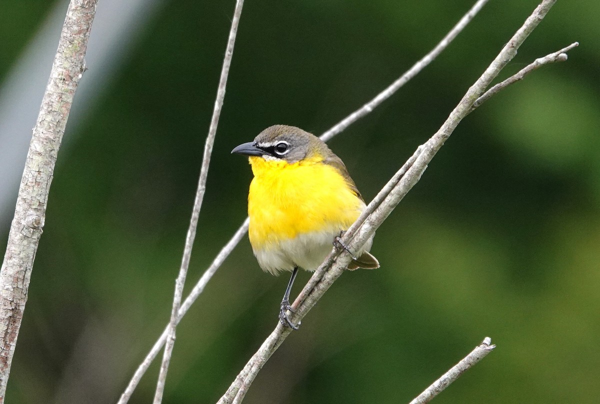 Yellow-breasted Chat - ML574289401