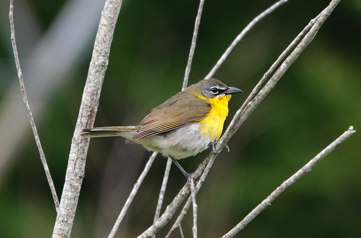 Yellow-breasted Chat - ML574289411