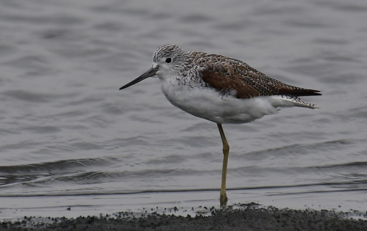 Common Greenshank - 張 俊章