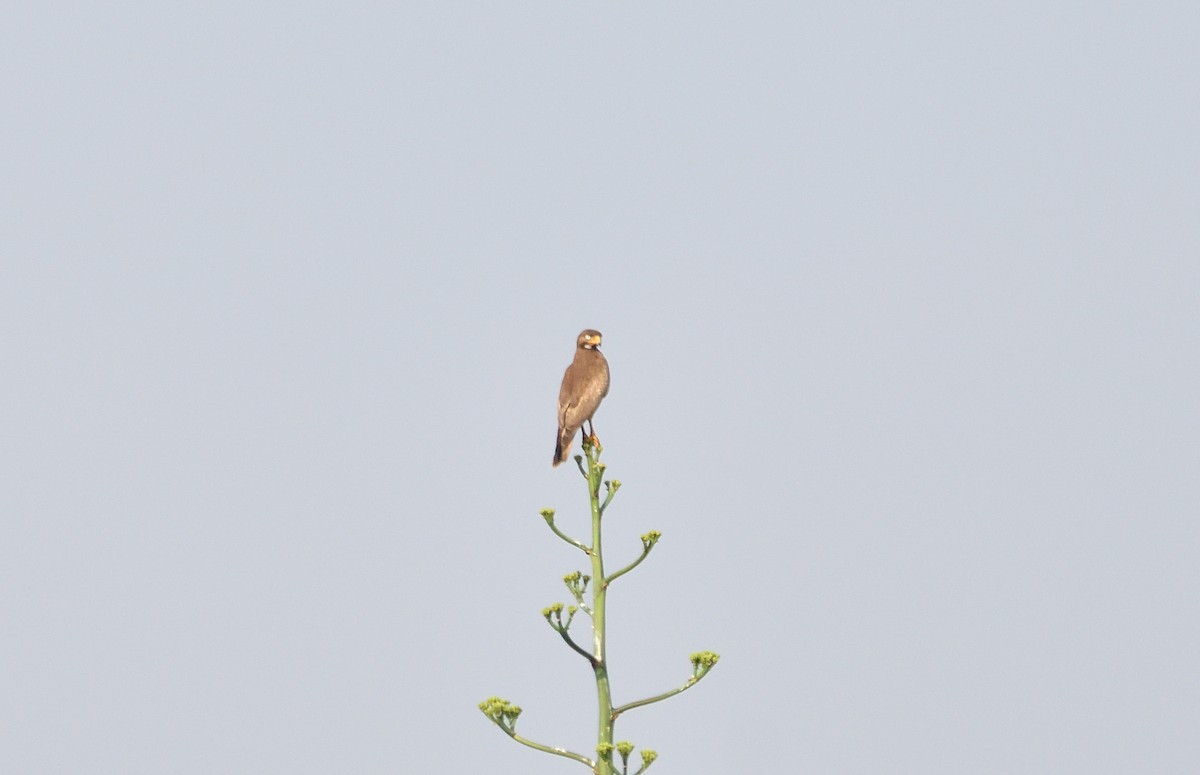 White-eyed Buzzard - ML574290921