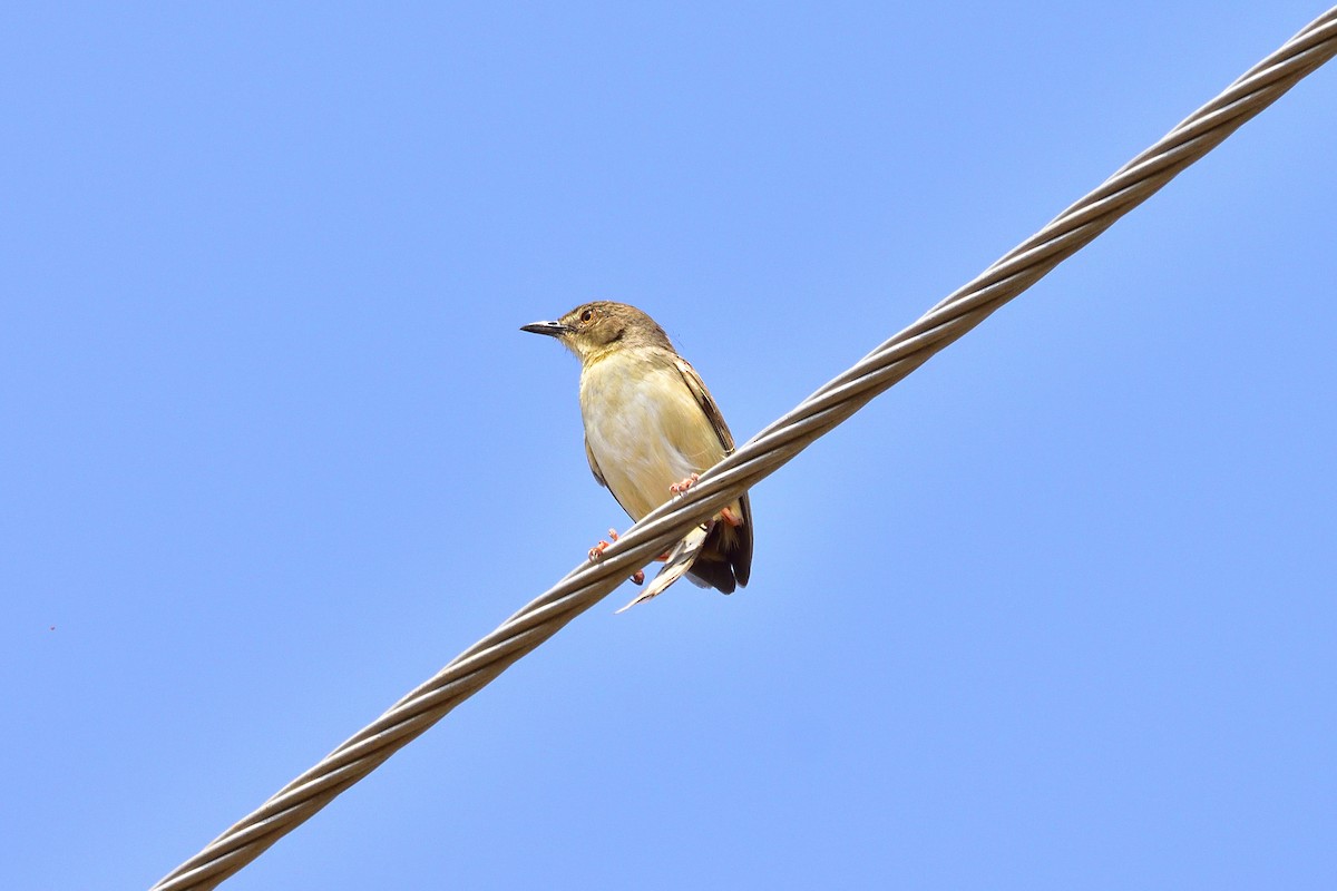 Jungle Prinia - Sree ..