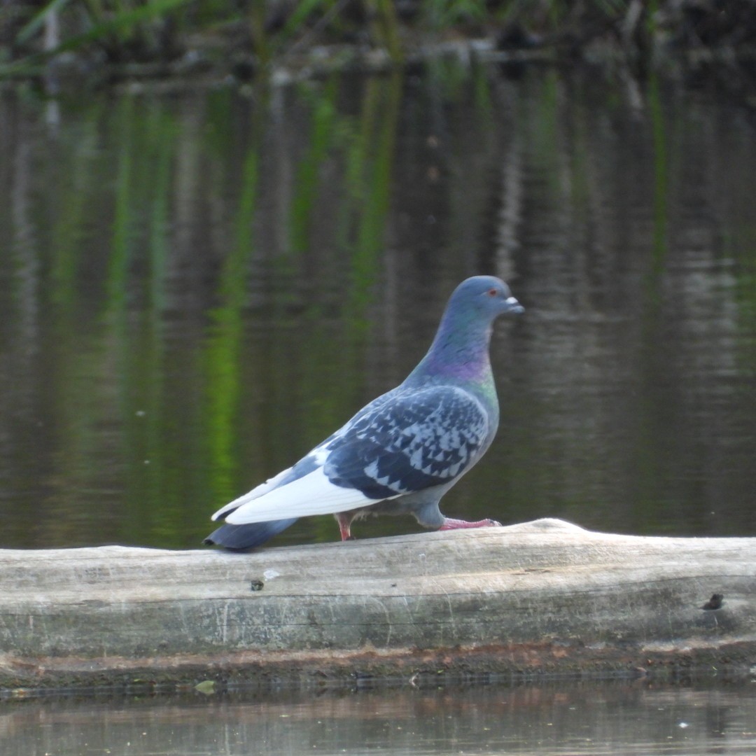 Сизый голубь (Одомашненного типа) - ML574291451