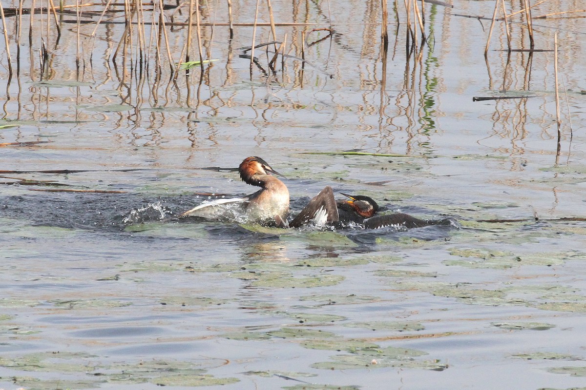 Great Crested Grebe - ML574291511