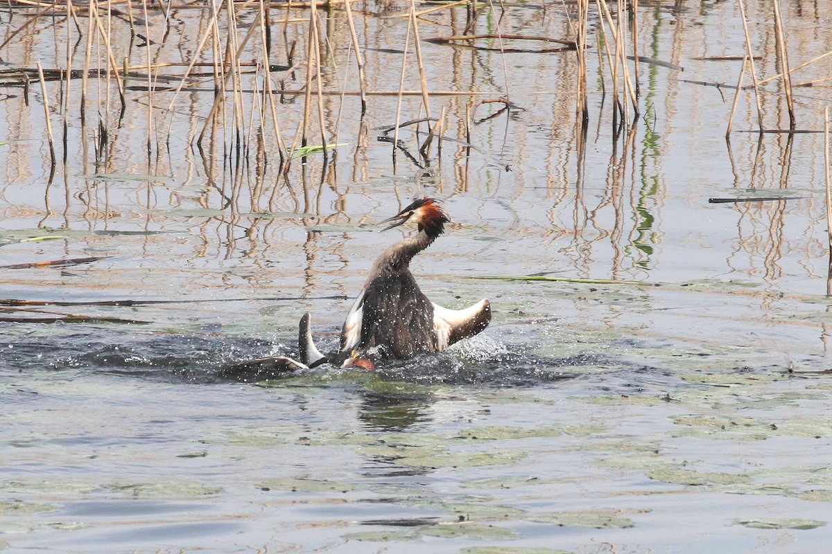 Great Crested Grebe - ML574291531