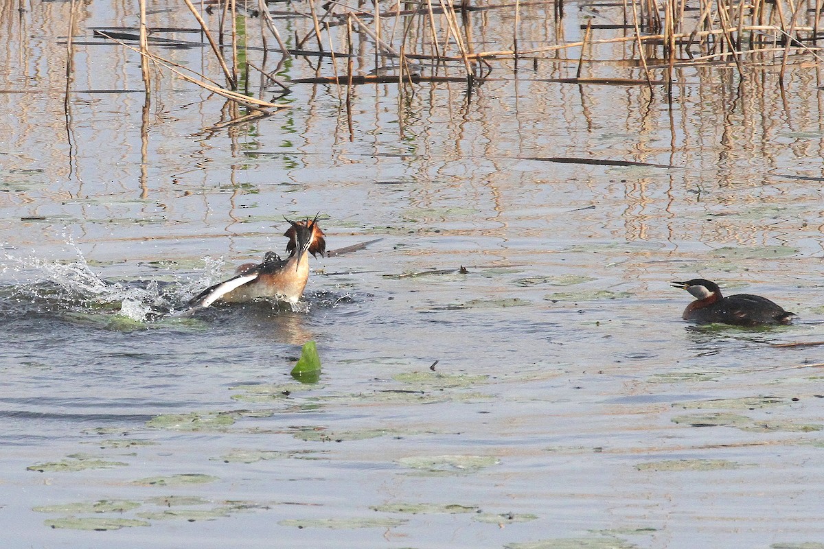 Great Crested Grebe - ML574291551