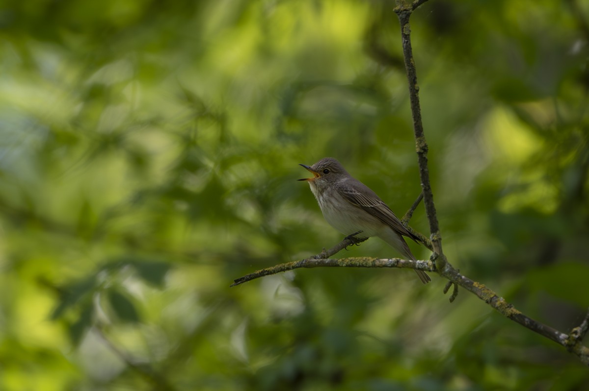 Spotted Flycatcher - ML574292121