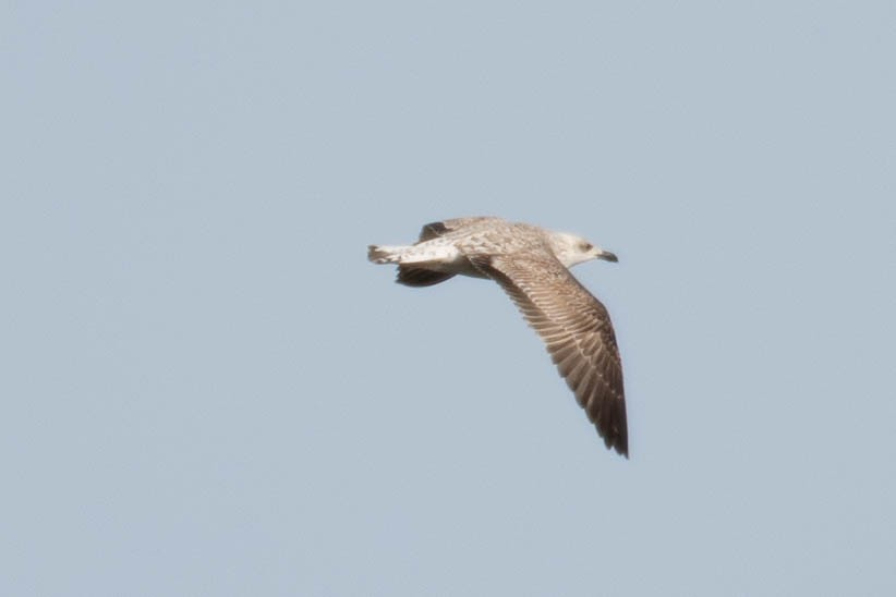 Yellow-legged Gull - ML574292351