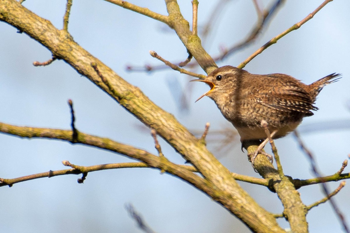 Eurasian Wren - ML574292431