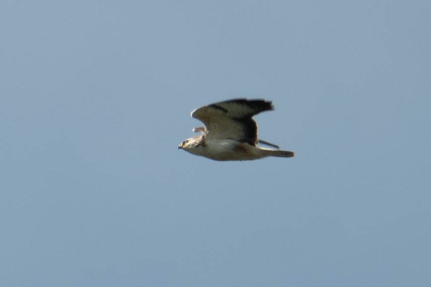 Common Buzzard - ML574292551