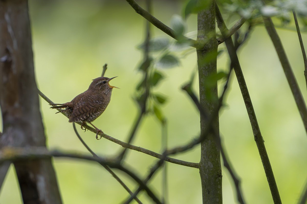 Eurasian Wren - ML574292691