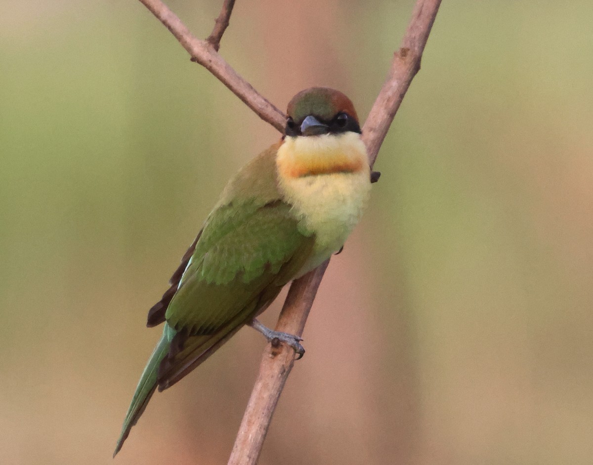 Chestnut-headed Bee-eater - ML574293281