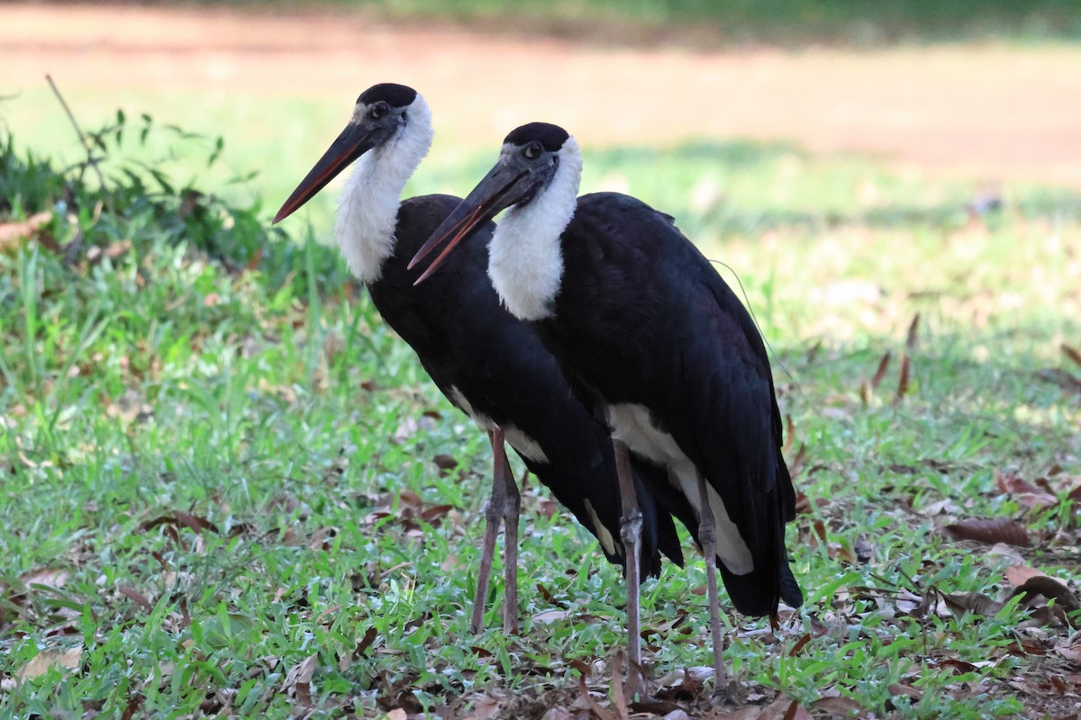 Asian Woolly-necked Stork - ML574293411