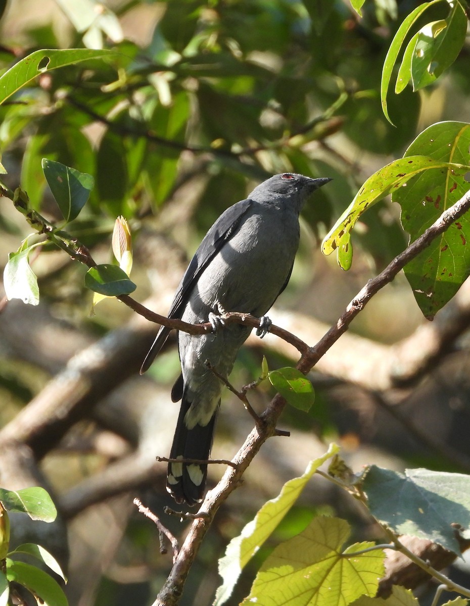 Black-winged Cuckooshrike - ML574293941
