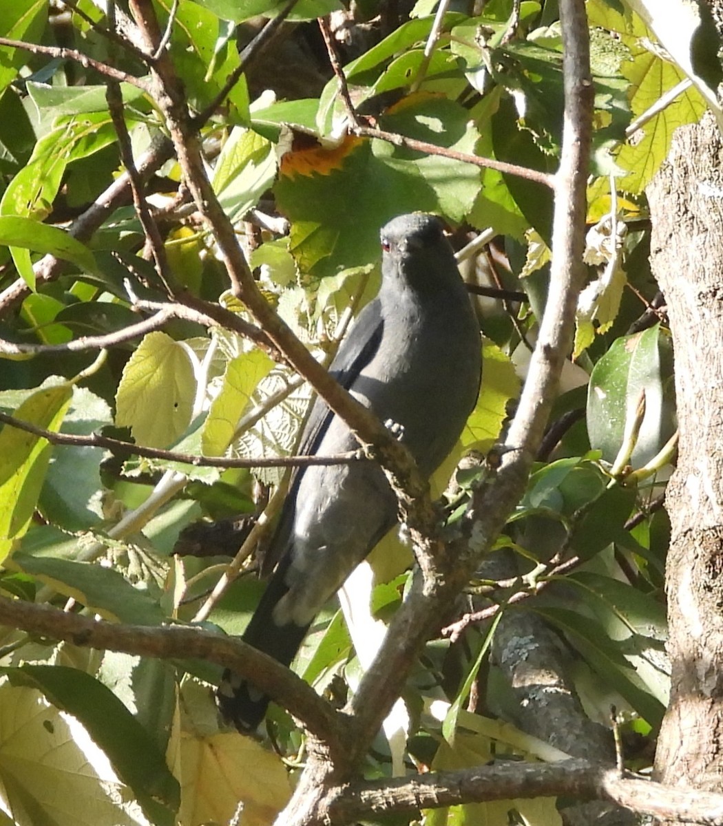 Black-winged Cuckooshrike - Kalpesh Gaitonde