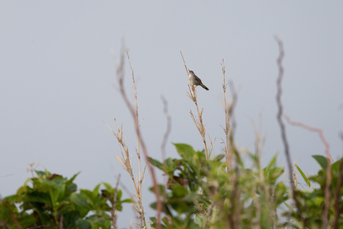 Pleske's Grasshopper Warbler - ML574294071