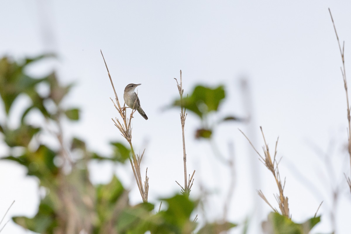 Pleske's Grasshopper Warbler - ML574294241