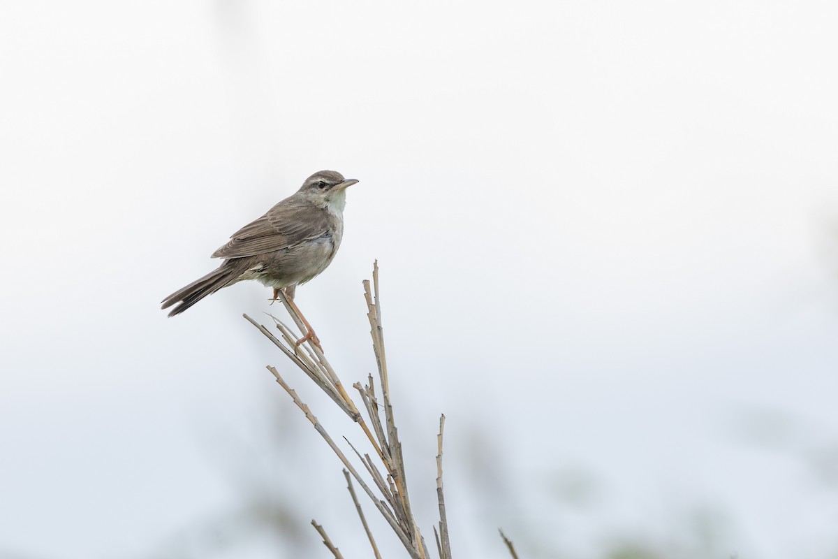 Pleske's Grasshopper Warbler - ML574294411