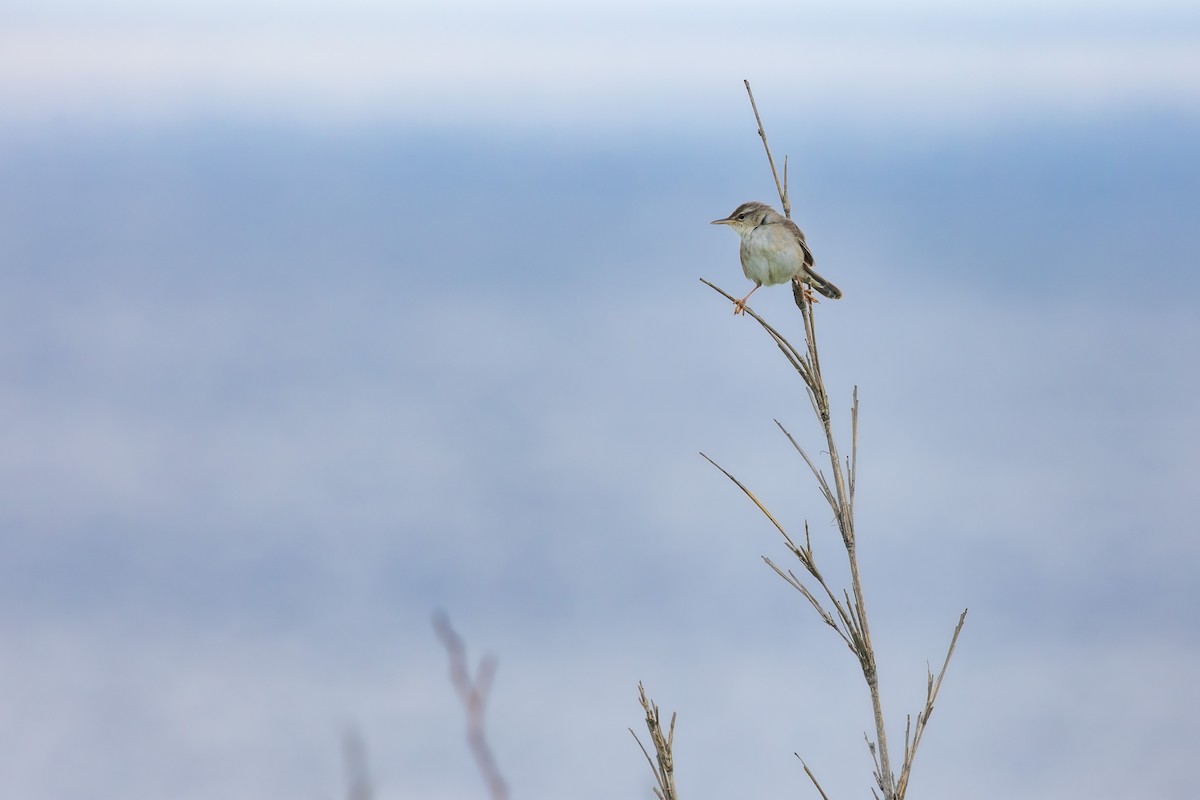 Pleske's Grasshopper Warbler - ML574294481