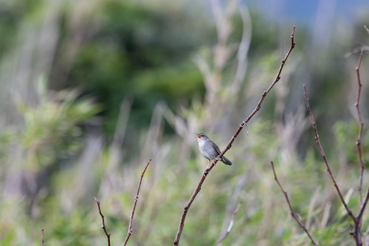 Pleske's Grasshopper Warbler - ML574294541