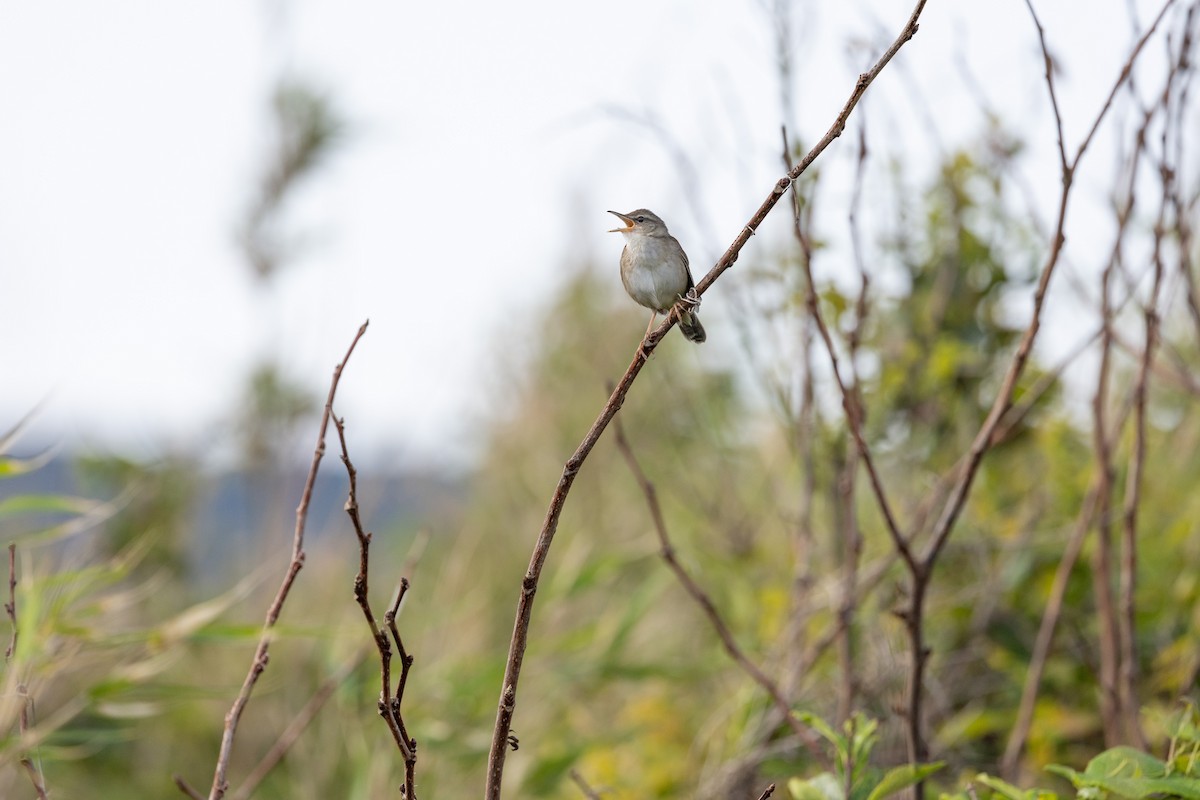 Pleske's Grasshopper Warbler - Shigeru Sone