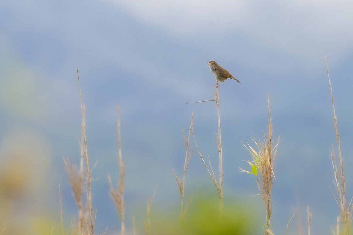Japanese Bush Warbler - ML574295071
