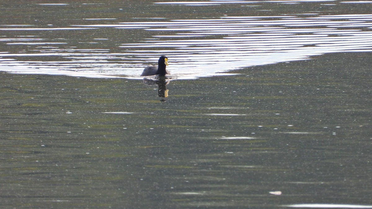 coot sp. - ML574297721