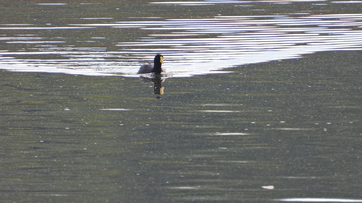 Fulica sp. - ML574297721