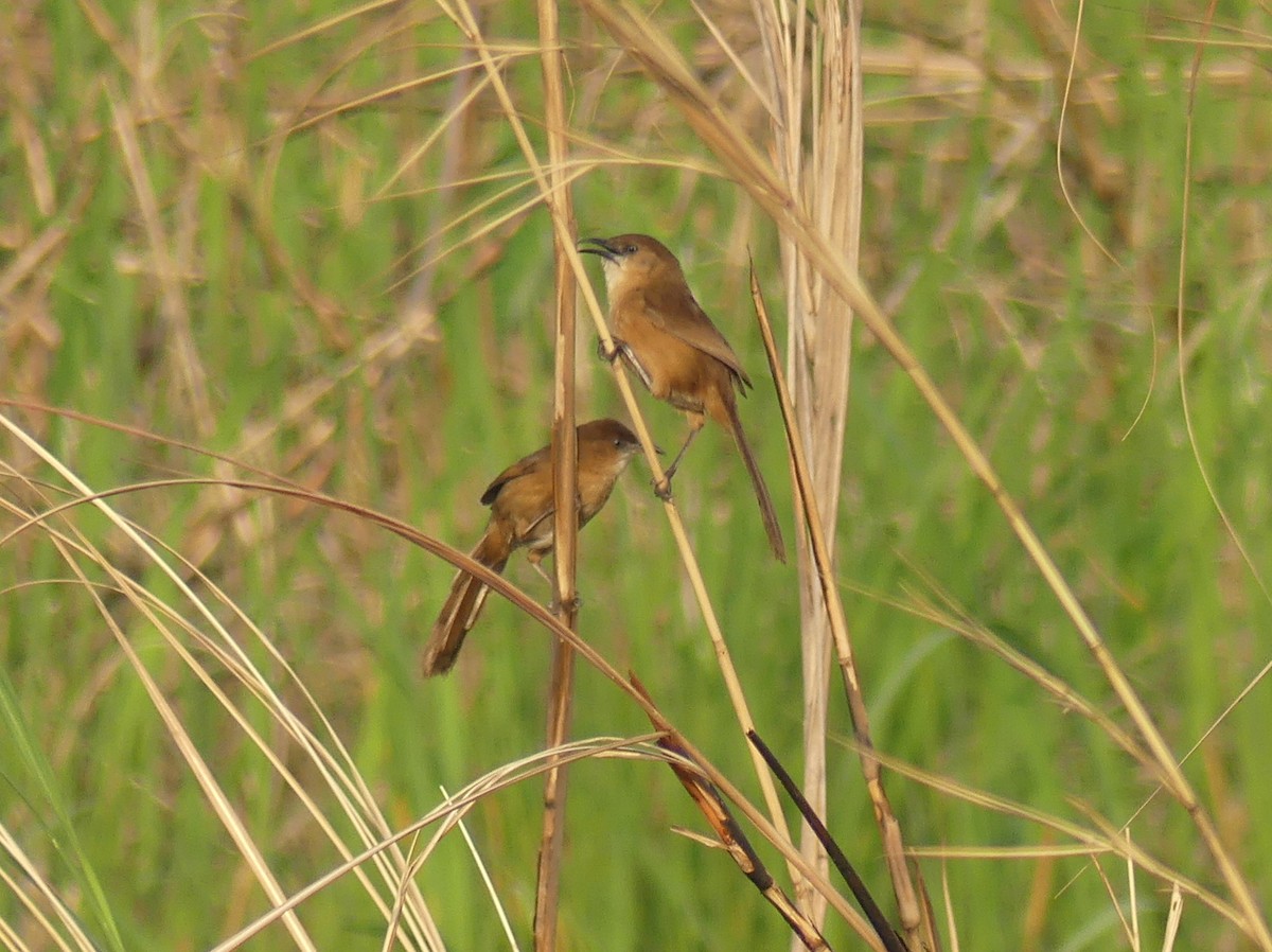 Slender-billed Babbler - Peter Yendle