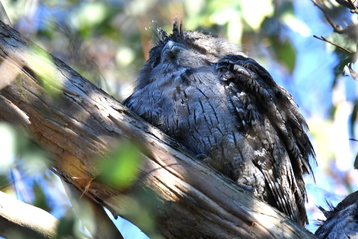 Tawny Frogmouth - Chris Munson